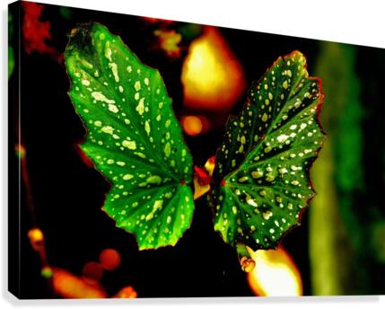 Voila Canvas Print