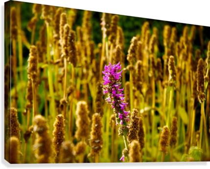 Show Off Canvas Print