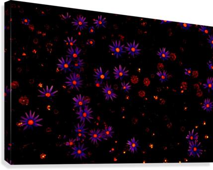 Twinkle   Canvas Print