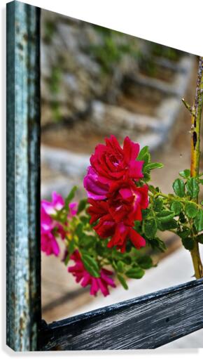 Windowless Canvas Print