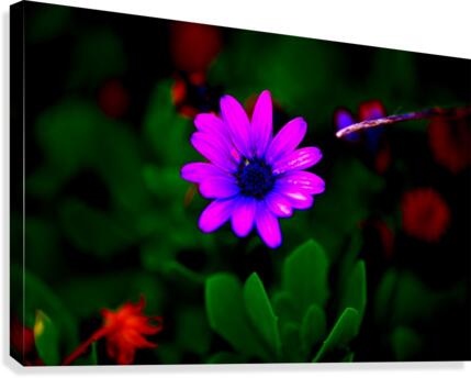 Floating Canvas Print