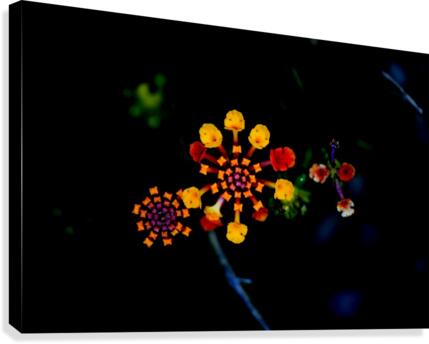Circus Canvas Print