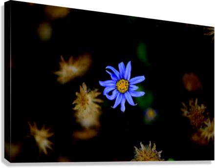 Frozen Canvas Print