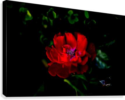 Cuddle Canvas Print
