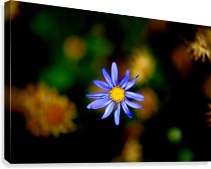 Fall Canvas Print