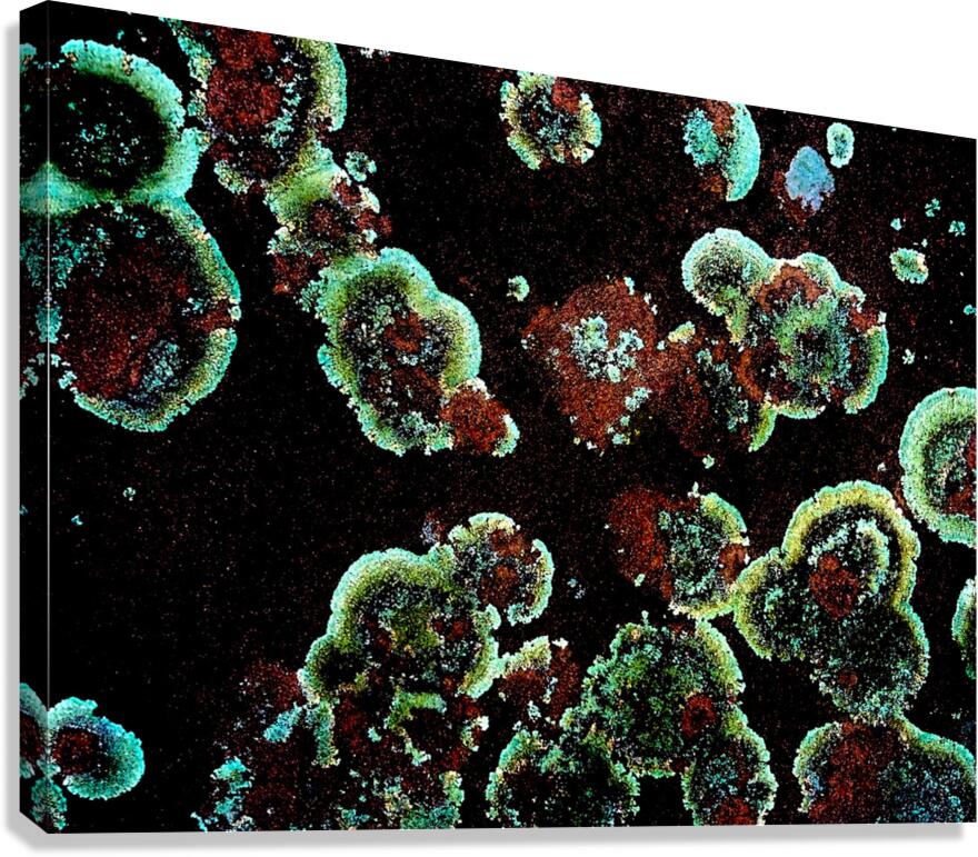 Lumi Canvas Print