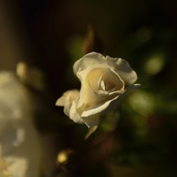 For You