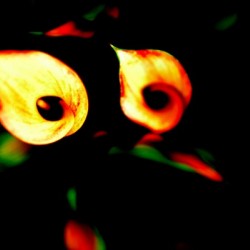The petals flame