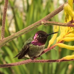 Humming