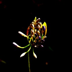 Blossom 