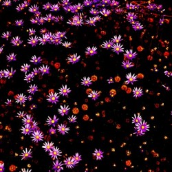 Starlight 