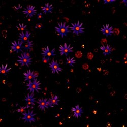 Twinkle  