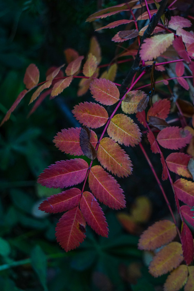 Changing Leaves Print