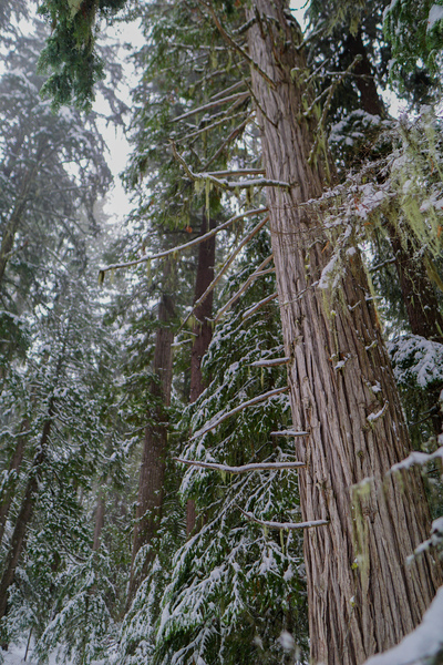 Snowy Cedars Print