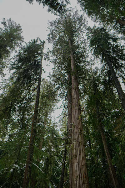 Dark Cedars Print
