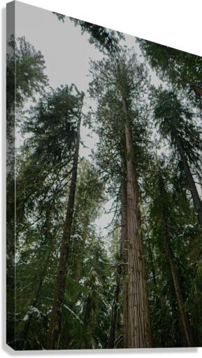 Dark Cedars Canvas Print