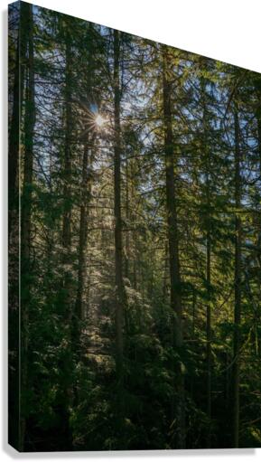 Forest Flare Canvas Print