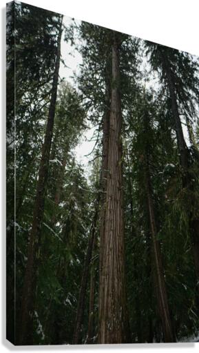 Snowy Cedars Canvas Print