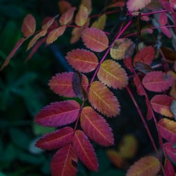 Changing Leaves