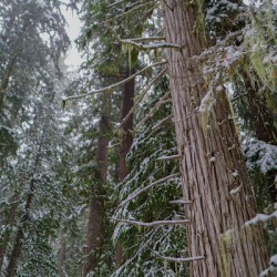 Snowy Cedars