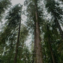Dark Cedars