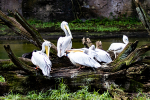 Pelican Hangout