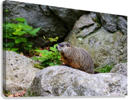 Groundhog Canvas Print