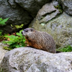 Groundhog