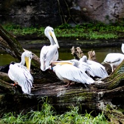 Pelican Hangout
