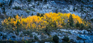 Autumn in the rockies