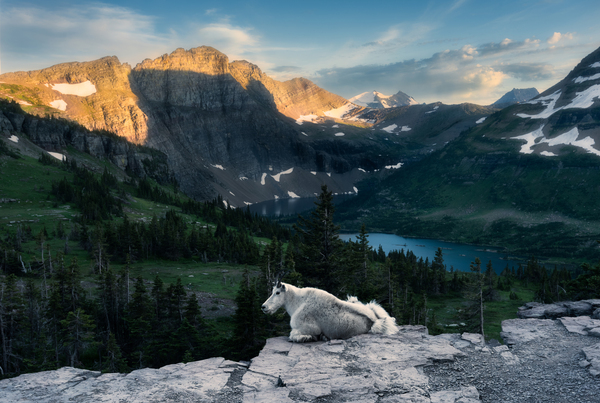 Life on the precipice Print