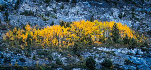Autumn in the rockies Print