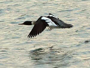 Bird in flight
