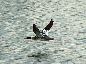 Bird in flight
