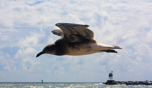 InFlight