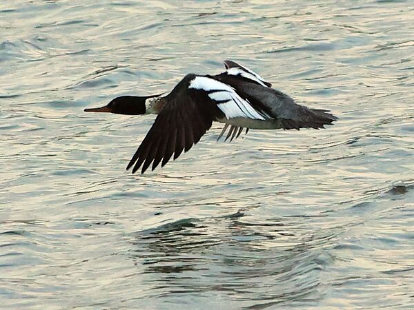 Bird in flight by MPerry