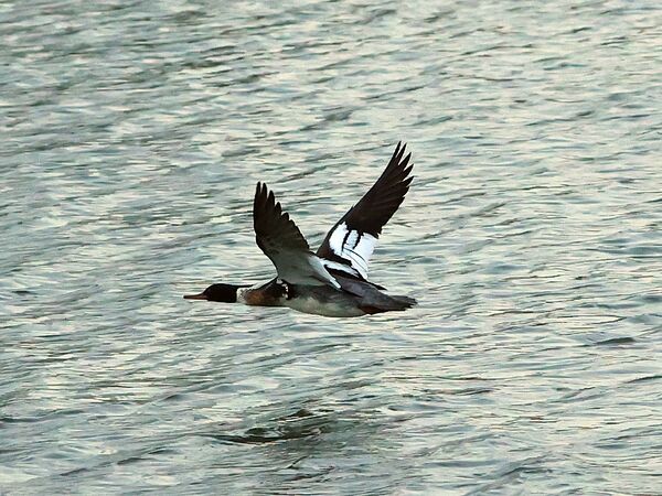 Bird in flight by MPerry