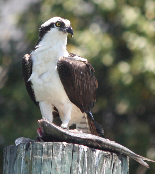 Osprey Print