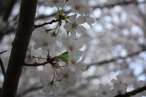 Cherry Blossoms by MPerry