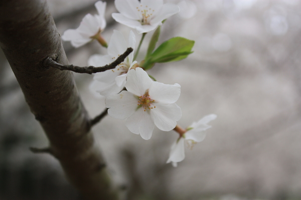 Cherry Blossom by MPerry