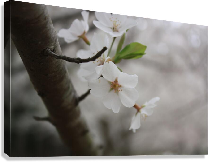 Cherry Blossom Canvas Print