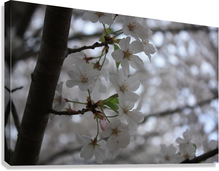 Cherry Blossoms Canvas Print