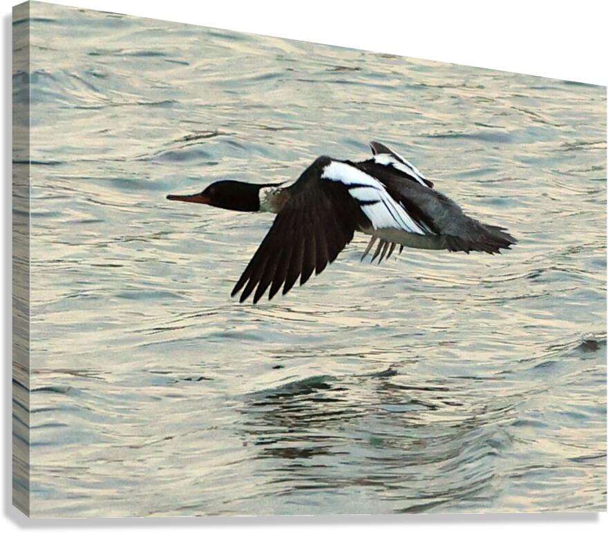 Bird in flight Canvas Print