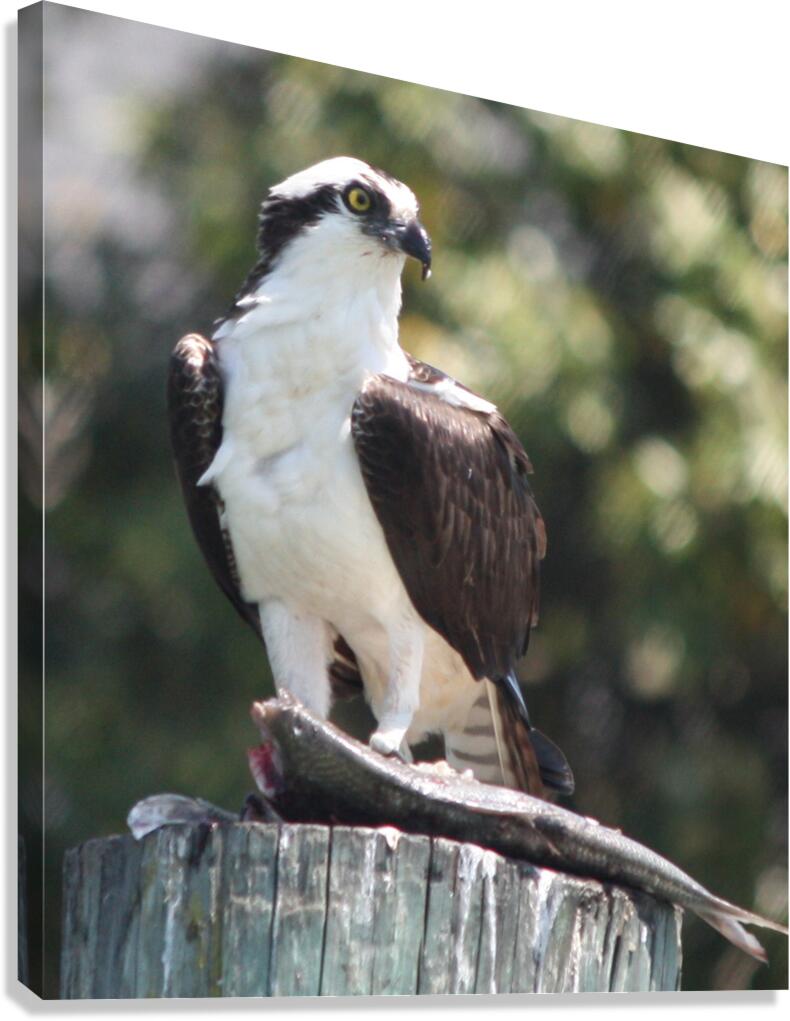 Osprey Canvas Print