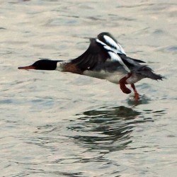 Bird in flight