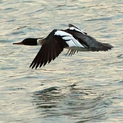 Bird in flight