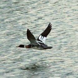 Bird in flight
