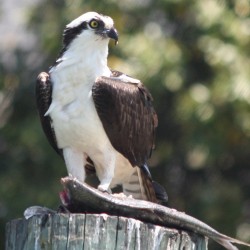 Osprey