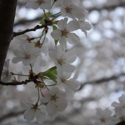 Cherry Blossoms