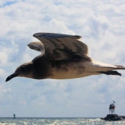 InFlight